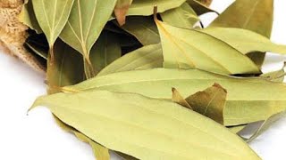 brinji leaf 🍀 பிரிஞ்சி இலை 🌿