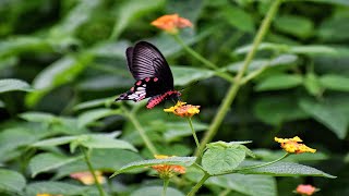 Common rose butterfly/Pachliopta aristolochiae/ আলতে