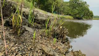 CREEKSIDE - EDISTO ISLAND, SC , RELAX, 4K, 1 HOUR, NATURE, BIRD SOUNDS, WATER