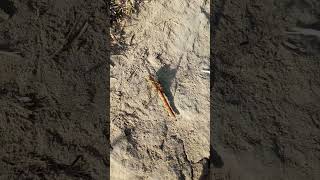 Vagrant darter, common dragonfly (Sympetrum vulgatum)