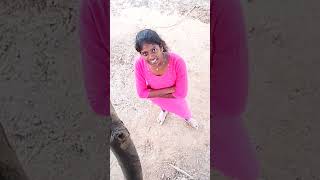 🙄என்னது மரம் ஏறத் தெரியுமா😰/#comedyvideo /#trending /#shortsfeed /#shorts