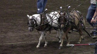 Pony Pull Competition At Missouri State Fair