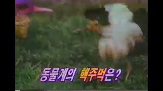 추억의 영상 퀴즈탐험 신비의세계 동물들의 핵주먹은편 (1998) CF collections of Korea's Remembrance (1998)