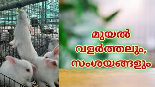 മുയൽ വളർത്തലും, സംശയങ്ങളും /Info on Rabbitry