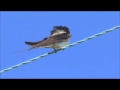 Barn Swallow Hirundo rustica singing