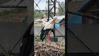 天王寺動物園🌸鳥の楽園🪿