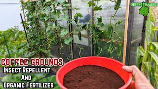 Coffee Grounds for Insect Repellent and Organic Fertilizer in your #coffee #gardening #garden