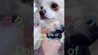 【チワワのトリミング】白クリームチワワの日常　daily life of white chihuahua