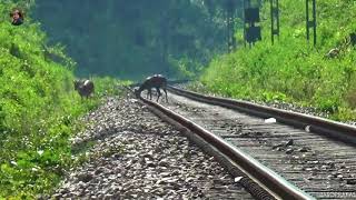 Spotted Deer Spending time on Railway Track I স্পটেড হরিণ দীর্ঘ সময় ধরে রেলপথে সময় কাটাচ্ছে