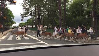 希少 奈良公園の鹿は 信号を守り 横断歩道も渡ります。^_^