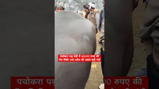 पचोकरा पशु मंडी में 4 लाख 51000 की भैंस बिकी #murrabuffalo #cow #shortvideo #murrahbuffalodairyfarm