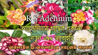 Best Adenium Nursery near Kolkata || R S Adenium Shop || Obesum vs Arabicum #adenium #desertrose