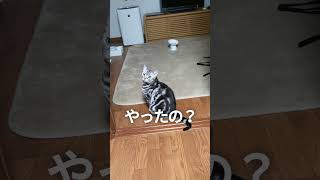 猫がクモを仕留めたらしいです　#猫 #catvoice