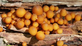 Mycena renati | Мицена Рене