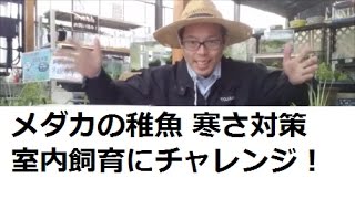 メダカの稚魚 寒さ対策  室内水槽 飼育にチャレンジ ！　杜若園芸