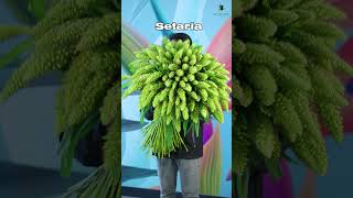 Go Green with Setaria | Wholesale Flowers in Dubai | Black Tulip Group