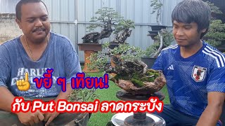 💥🌿 ขยี้ๆเทียนทะเลให้ชม โดยสวน Put Bonsai ลาดกระบัง 😂 เสน่ห์ของไม้ชนิดนี้อยู่ตรงไหน ไปชมกัน