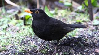 Bird Sounds / Madárhangok 2015 (English/Hungarian) from Hungary