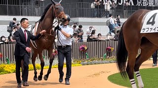 370キロの小柄な女の子シラーヴァイン、初出走でウキウキ♪ぴょこっと跳ねちゃう