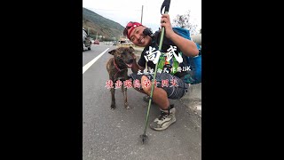 馬丁環島中 徒步環島第十四天 太麻里 尚武 作弊16K 大鳥遇到虎斑犬 陪我走完我就帶你回家！