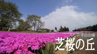 ちちぶ 羊山公園　芝桜の丘（2019.4.23）