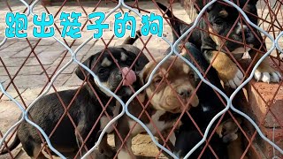 犬舍消毒，没想到卡斯罗、恶霸犬一不小心都從籠子裡跑了出来！场面好混乱！【劉哥在農村】