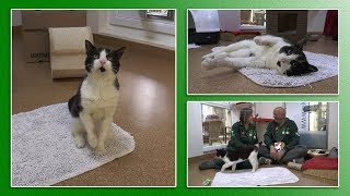 Katzenvermittlung - September/Oktober 2017 (Tierheim Hannover TV)