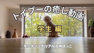 【癒し】ひなたぽっこ犬 #11 学生さん