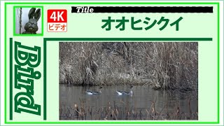 【4K】オオヒシクイ　～群れでエサ探し～　20210106　Bird　野鳥