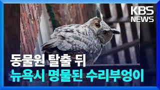 “집안 구경 좀 할게요” 동물원 탈출 뒤 뉴욕시 명물된 수리부엉이 [잇슈 SNS]  / KBS  2023.12.22.