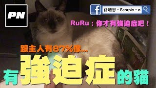 【PN】[日常] 有強迫症的貓 - 跟主人有87%像！