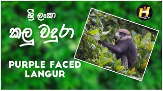 Sri Lankan Kalu Wadura |Purple Faced Langur| කළු වදුරා | Purple Faced Leaf Monkey | HIGHTECH SOLVER