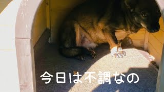 野犬のこゆきママ、朝は不調なようです🐺😔💦