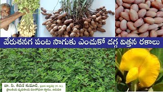 వేరుశనగ పంట సాగుకు ఎంచుకో దగ్గ విత్తన రకాలు || డా IIసి. కిరణ్ కుమార్, ప్రధాన శాస్త్రవేత్త(Pl. Br)