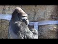 シャバーニ家族 1172 shabani family gorilla