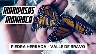 Mariposas Monarca en Piedra Herrada - Valle de Braco / Precios - ¿Vale la pena? ¿Cuánto caminas?