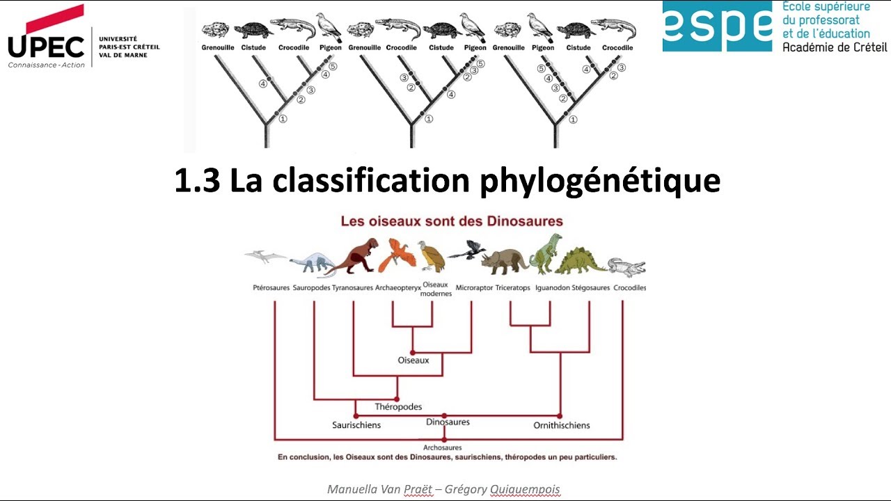 Arbre Phylogénétique Des Vertébrés Correction