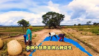 在非洲开荒100亩地，小伙种下300斤花生，历时坎坷60天喜获大丰收【狸猫世界】