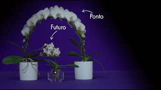 Opti-flor's Creative Collection | Flower Factor Specials | Flower Factor