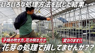 【アガベ】花芽の処理による違いで子株の収穫量や花の咲き方が変わる事が分かってきました!!