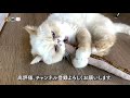 マタタビに魅了される猫達。またたびフランスパンとエキゾチックショートヘア達。