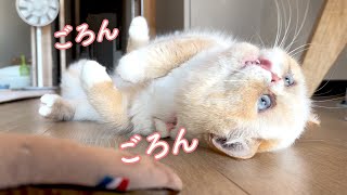 マタタビに魅了される猫達。またたびフランスパンとエキゾチックショートヘア達。