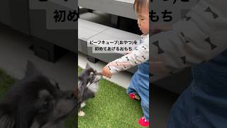 初めておやつをあげたらハマっちゃったおもちと永遠に食べ続けるビビり犬ビビ 多頭飼いと育児の日常 #癒し #いぬすたぐらむ #犬 #チワワ #多頭飼い #犬と赤ちゃん #赤ちゃんと犬