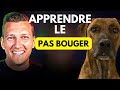 Apprendre Facilement le PAS BOUGER à Son CHIEN ou CHIOT