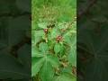 Cotton Leaf Physic Nut | Jatropha gossypifolia #jatropha #flowers #botany #plantshorts #gardenshorts