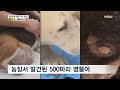 눈멀고 종양까지 불법 개 번식장…구청은 25년간 몰라 mbn 뉴스7