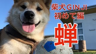 柴犬ぎんじ(GINJI)・蝉と出会った夏Shibainu-GINJI