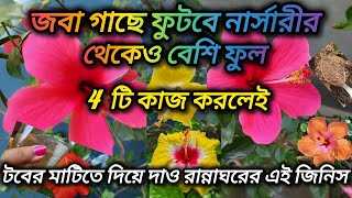 জবা গাছে অগণিত ফুল পেতে রান্নাঘরের কিছু জিনিস দিয়ে দাও টবের মাটিতে,নার্সারীর থেকে বেশি ফুল ফুটবে।