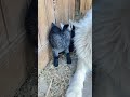 Great Pyrenees babysitting sweet baby Pygmy goats