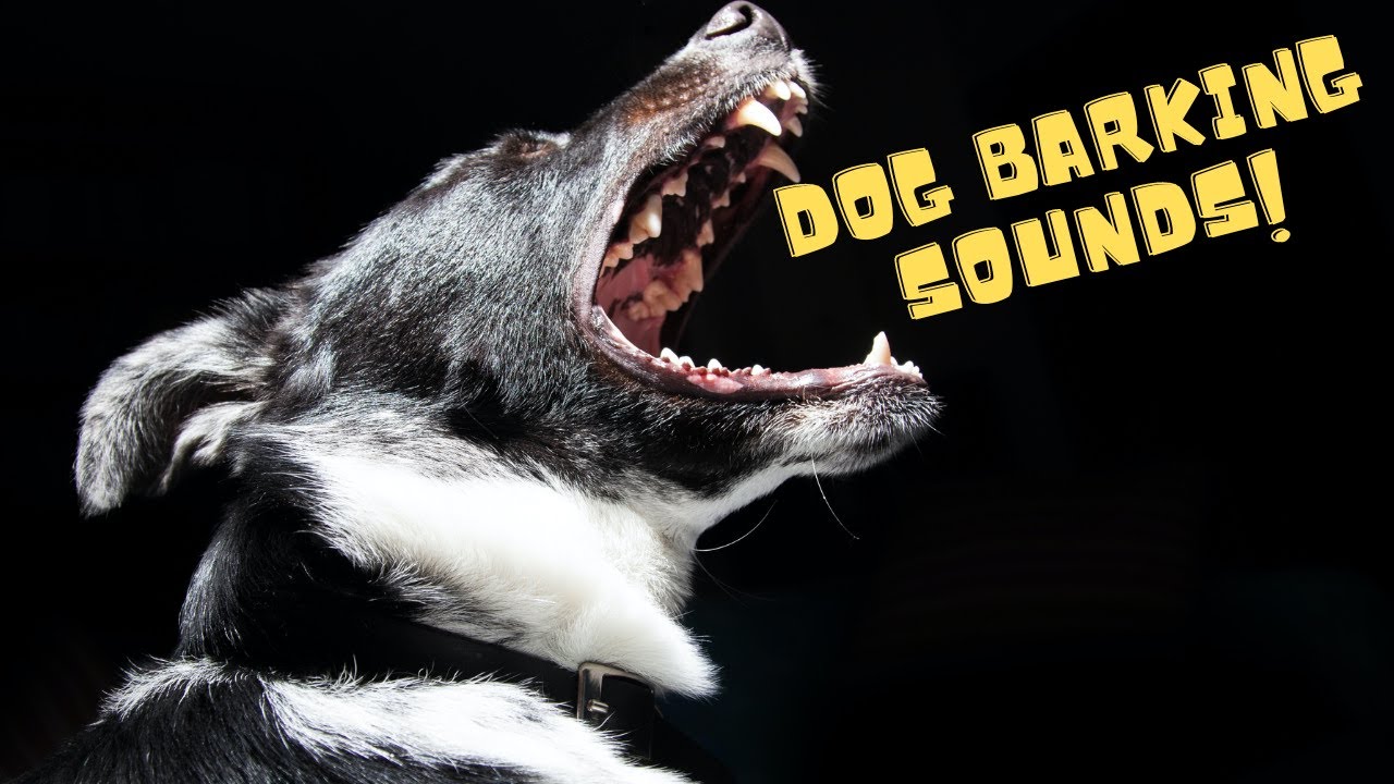 Dog Barking Sounds Youtube